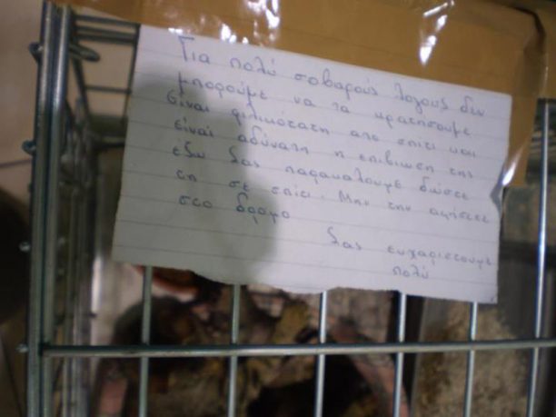 Κερατέα: Εγκατέλειψαν παρέα μ’ ένα σημείωμα τη γάτα με τα μικρά της