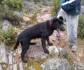 Χάθηκε μαύρος σκύλος από την Αγία Παρασκευή Αττικής