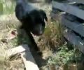 Μενίδι: Βρήκε τον σκύλο με τρύπα στο λαιμό (βίντεο)