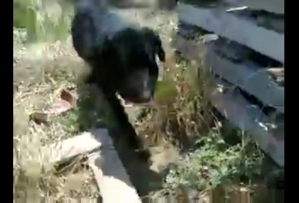 Μενίδι: Βρήκε τον σκύλο με τρύπα στο λαιμό (βίντεο)