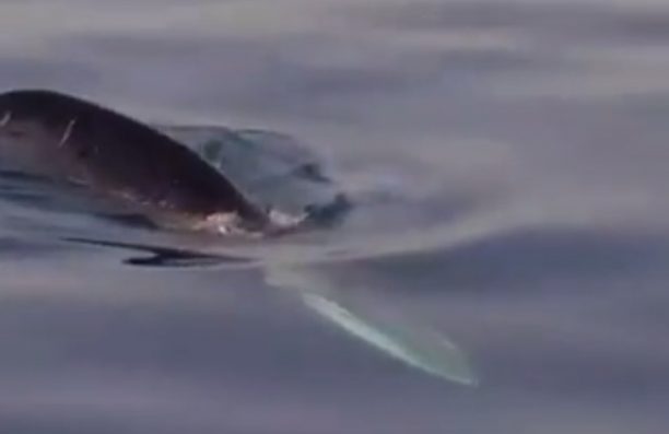 Πτεροφάλαινα έκανε βόλτες στον Σαρωνικό! (Βίντεο)
