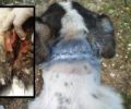Αναρρώνει σκύλος που κακοποιήθηκε με σύρμα στη Σάλτινη Αιτωλοακαρνανίας και το Α.Τ. Βόνιτσας αναγκάστηκε να κάνει τη δουλειά του (βίντεο)