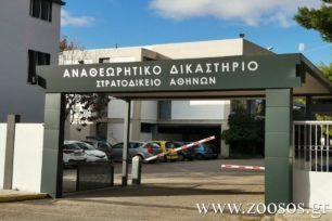 Η Στρατονομία ζητά τη συνδρομή του zoosos.gr στην έρευνα για τη θανάτωση της σκυλίτσας κατ' εντολή διοικητή στρατοπέδου στον Αυλώνα Αττικής