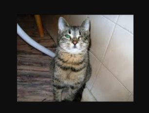 Χάθηκε θηλυκή γάτα με ένα μάτι στην Τούφα Χαλανδρίου