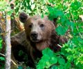 Κοζάνη: Άλλη μια αρκούδα παγιδεύτηκε σε θηλιά!