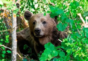 Κοζάνη: Άλλη μια αρκούδα παγιδεύτηκε σε θηλιά!