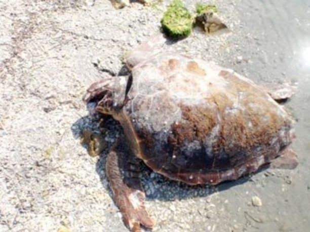 Οι ψαράδες αποκεφαλίζουν τις θαλάσσιες χελώνες στον Αμβρακικό!
