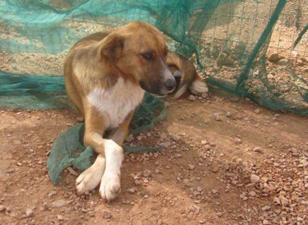 Ζητούν βοήθεια για να καλύψουν τα έξοδα της επέμβασης του σκύλου που βρέθηκε χτυπημένος στην Ελευσίνα