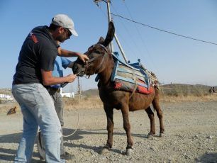 ANIMAL ACTION: Θα παρουσιάζουν κάθε μήνα τη δράση ενός σωματείου