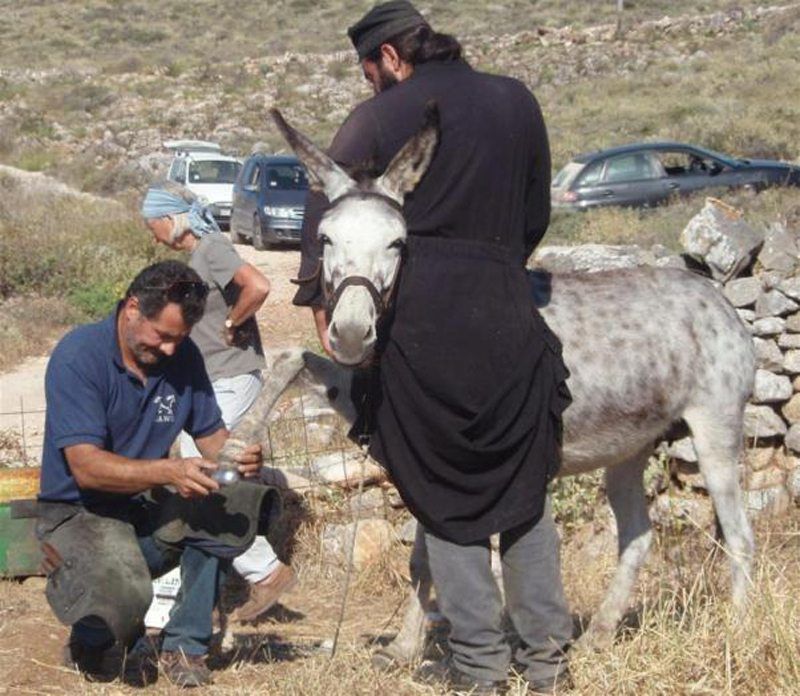 Φρόντισαν γαϊδούρια, μουλάρια και άλογα σε Αμοργό και Πάρο