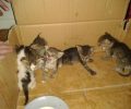 Θεσσαλονίκη: Έκλεισε τα νεογέννητα γατάκια σε σακούλα και τα πέταξε