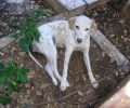 Γέρακας: Άνοιγε τον λάκκο του άρρωστου σκύλου που δεν ήθελε να γιατρέψει