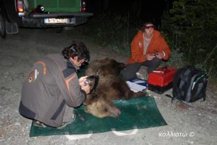 Μεταφέρθηκε στο Βίτσι η αρκούδα απ’ την Καστοριά