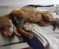Κερατσίνι: Σκελετωμένο από την ασιτία κουτάβι