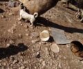Ένα κολαστήριο ζώων στη Ναύπακτο με τη σφραγίδα του Δήμου Ναυπακτίας (βίντεο)