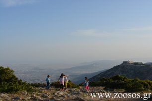 Πεζοπορία στο ελατοδάσος της Πάρνηθας