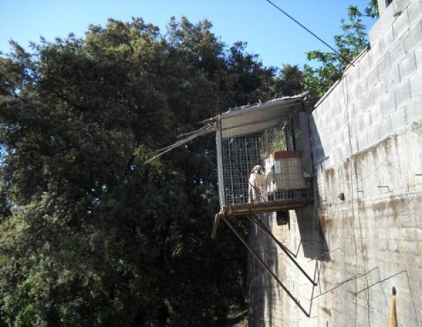 Ηλεία: Σκύλος σε κλουβί ή εκεί που η εφευρετικότητα συναντά τον σαδισμό!