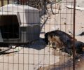 Πλατάνι Αχαΐας: Σκύλος νεκρός και αλυσοδεμένος επί πέντε μέρες