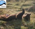 Φλώρινα: Άλλη μια αρκούδα νεκρή σε τροχαίο!