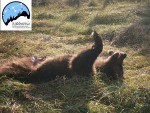 Φλώρινα: Άλλη μια αρκούδα νεκρή σε τροχαίο!