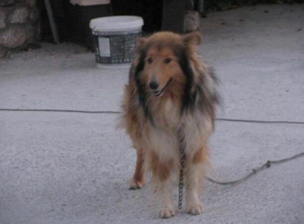 Πάρος: Ο σκύλος γύρισε μετά από 10 μήνες σπίτι του και εξαφανίστηκε ξανά!