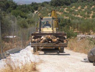 Χανιά: Ενημέρωσαν και το BBC για την εξόντωση των 30 σκυλιών της Βρετανίδας (βίντεο)