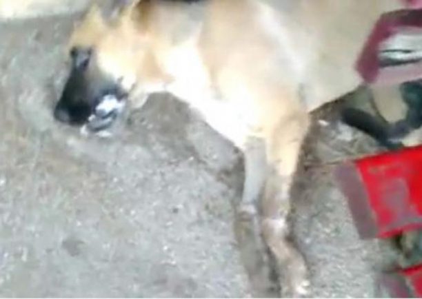 Κουφάλια Θεσσαλονίκης: Δηλητηρίασαν το σκυλί σ’ ένα πάρκο γεμάτο παιδιά (βίντεο)