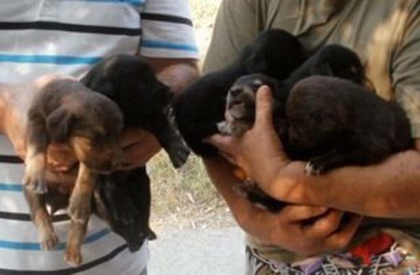Αγριά Μαγνησίας: Τον είδαν και τον κατήγγειλαν επειδή εγκατέλειψε 9 σκυλιά