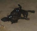 Βύρωνας: Βρήκε τα γατάκια να θηλάζουν την νεκρή από φόλα μάνα τους