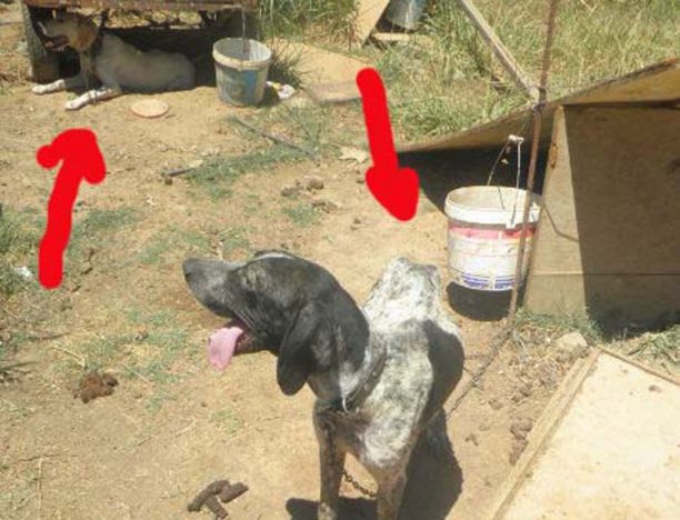 Συστηματική κακοποίηση σκυλιών στο Πετροκεφάλι Ηρακλείου Κρήτης