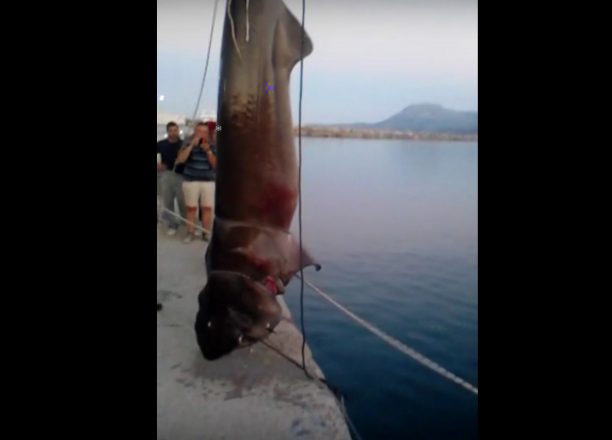 Διαφημίζουν την θανάτωση ενός ακίνδυνου καρχαριοειδούς «Σαπουνά» στην Κύμη της Εύβοιας (βίντεο)