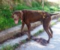 Έκλεψαν ή εξαφάνισαν τον σκύλο από το Ρετζίκι Θεσσαλονίκης;