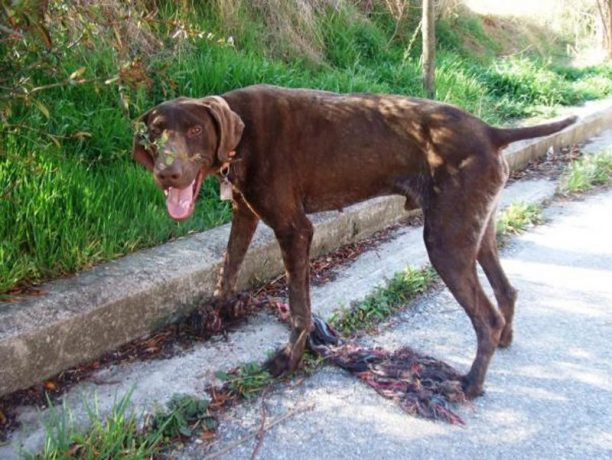 Έκλεψαν ή εξαφάνισαν τον σκύλο από το Ρετζίκι Θεσσαλονίκης;