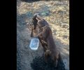Ένας αδέσποτος σκύλος - ζωντανός σκελετός στο Βαμβακόπουλο Χανίων