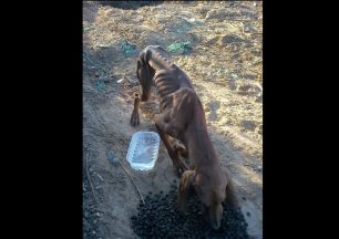 Ένας αδέσποτος σκύλος - ζωντανός σκελετός στο Βαμβακόπουλο Χανίων