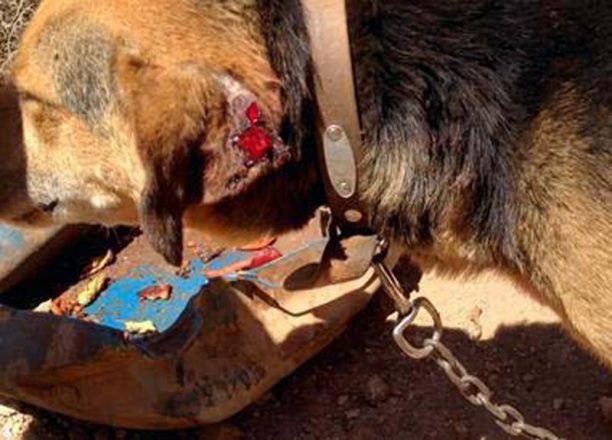 Τουρίστες θέλουν να σώσουν και να υιοθετήσουν το βαρελόσκυλο που βρήκαν εξαθλιωμένο στο Ηράκλειο Κρήτης