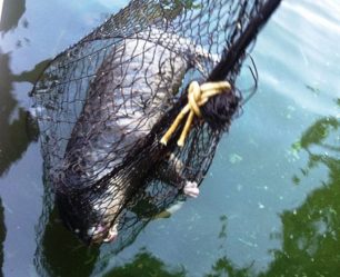 Καστοριά: Η βίδρα πνίγηκε στα δίχτυα του ψαρά