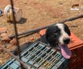 Το Α.Τ. Σούδας ερευνά την υπόθεση της θανάσιμης κακοποίησης δύο σκυλιών στα Χανιά