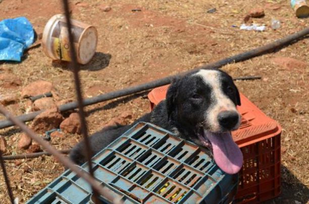 Το Α.Τ. Σούδας ερευνά την υπόθεση της θανάσιμης κακοποίησης δύο σκυλιών στα Χανιά