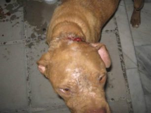 Χανιά: Αφαιρέθηκαν οριστικά τα σκυλιά και αναζητείται για να συλληφθεί ο βασανιστής τους!