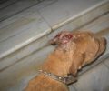 Χανιά: Κοπάναγε συστηματικά τα σκυλιά του με σιδηρολοστό