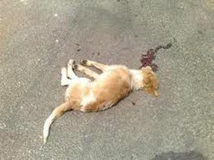 Χίος: Τους σκότωσε τον σκύλο γιατί δεν ήθελε να πατήσει φρένο!
