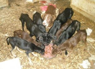 Δάφνη: 30 σκυλιά εγκλωβισμένα σε εγκαταλελειμμένο σπίτι από τοξικομανή