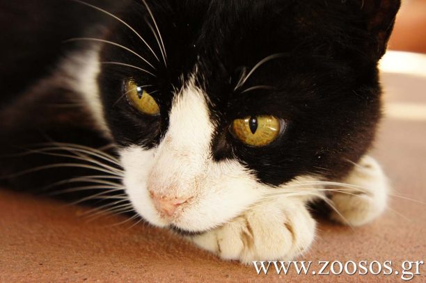 Σιλβεστρίνα: Η 17χρονη γάτα του Magaya στην Πάρο