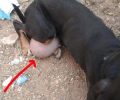 Κρυονέρι: Πέθανε η σκυλίτσα εξαντλημένη από τις δεκάδες γέννες