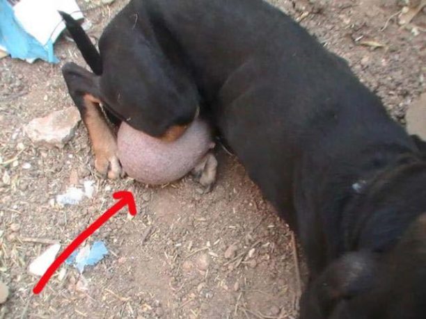 Κρυονέρι: Πέθανε η σκυλίτσα εξαντλημένη από τις δεκάδες γέννες