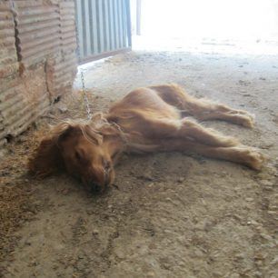 MarathonasEktrofeio2012 3