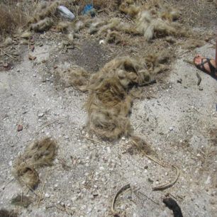 MarathonasEktrofeio2012 4