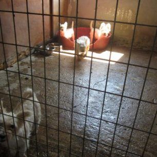 MarathonasEktrofeio2012 6