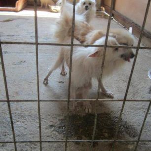 MarathonasEktrofeio2012 8